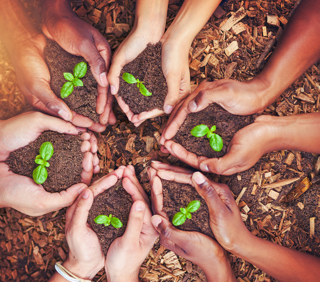 Hands holding seedlings symbolising unity, respect, and shared future across Australia