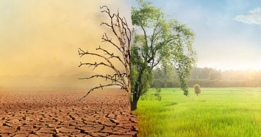 Shopping Shapes Our World