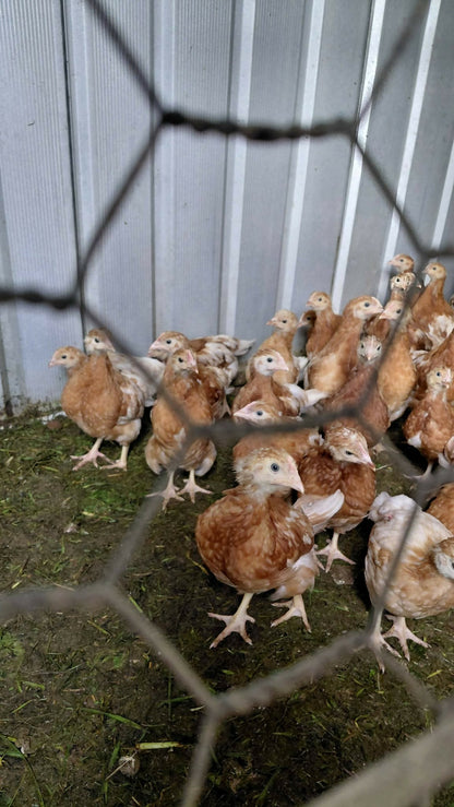 Young chickens in a pen at Noah's Cheeky Chicks