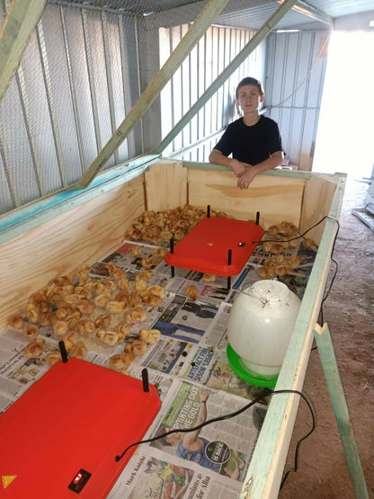 Baby chicks in a brooder box at Noah's Cheeky Chicks