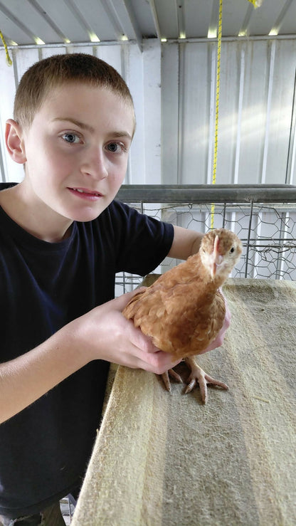 Noah holding a young hen at Noah's Cheeky Chicks