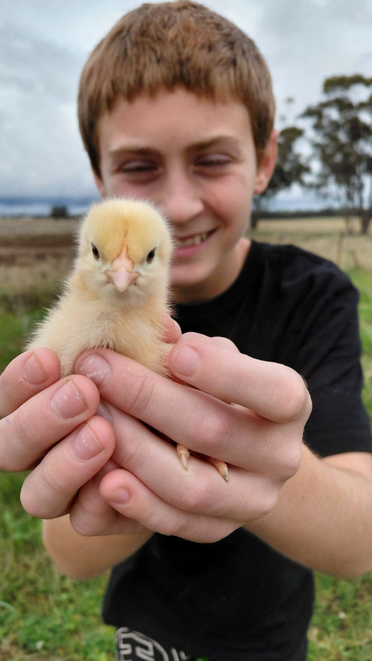 Noah holding a baby chick at Noah's Cheeky Chicks
