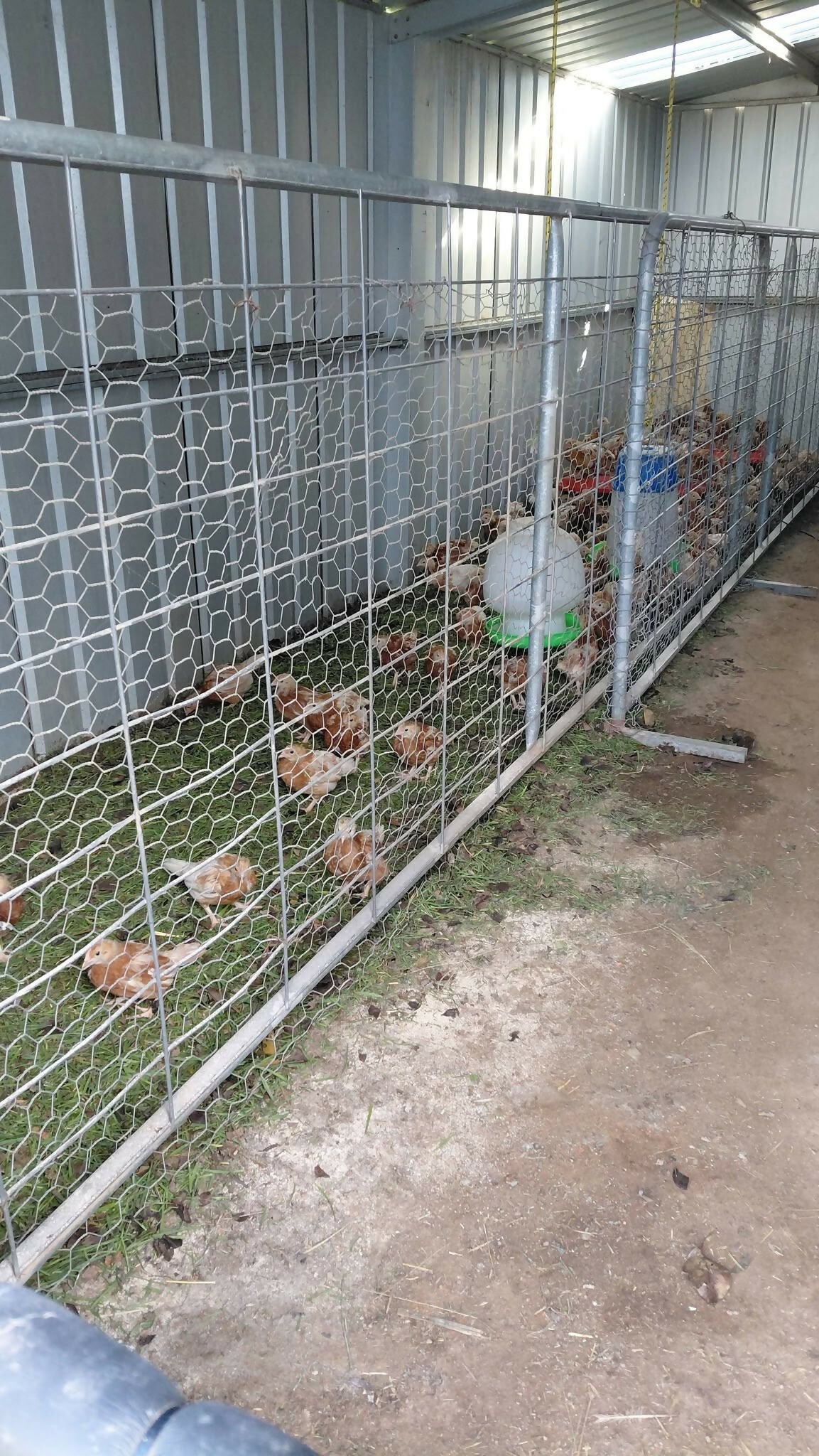 Backyard chickens in a chicken run at Noah's Cheeky Chicks