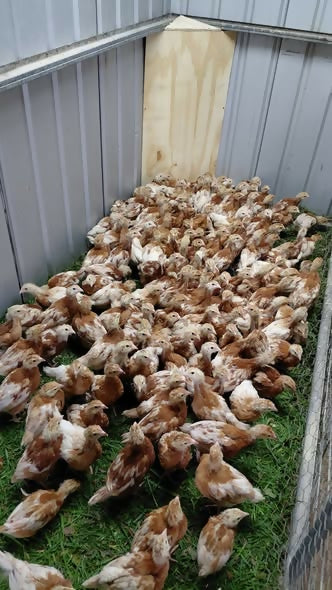 Young chickens inside a coop at Noah's Cheeky Chicks