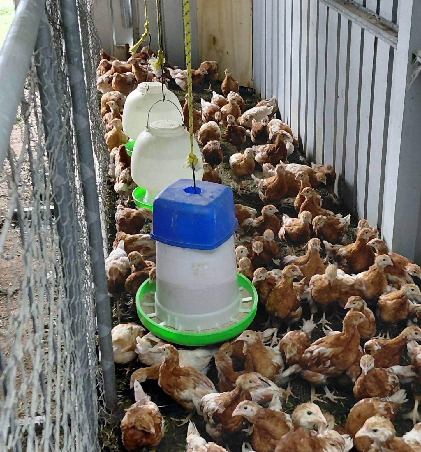 Growing hens with feeder at Noah's Cheeky Chicks