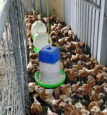 Growing hens with feeder at Noah's Cheeky Chicks